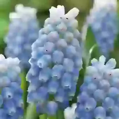 Peppermint
